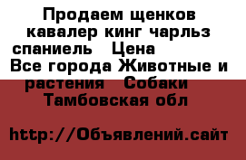 Продаем щенков кавалер кинг чарльз спаниель › Цена ­ 60 000 - Все города Животные и растения » Собаки   . Тамбовская обл.